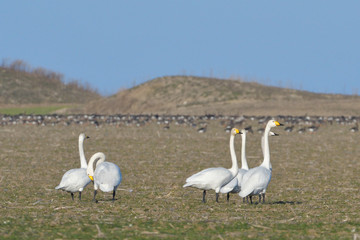Whooper swan (Cygnus cygnus)