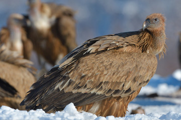 Griffon Vultures in Winter Landscape, into the Mountains