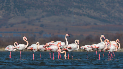 Greater Flamingo (Phoenicopterus roseus)