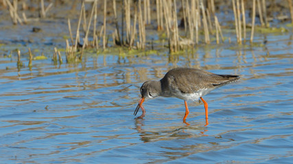 Common redshank (Tringa totanus)