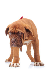 curious little dogue de bordeaux puppy looks down