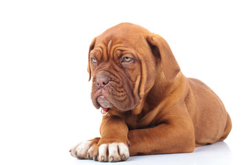 curious french mastiff puppy looks to side while lying down