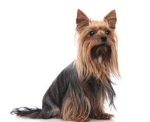 curious female yorshire terrier puppy dog sitting