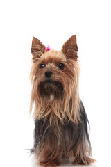 adorable yorkshire terrier with long coat sitting