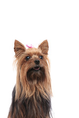 happy yorkshire terrier female dog panting