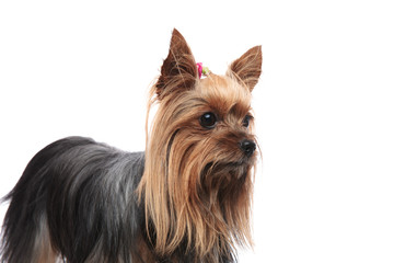 side view of a cute female yorkshire terrier looking away