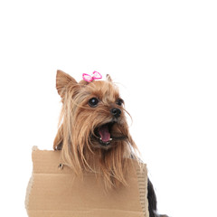 homeless yorkshire terrier screaming for help while wearing a sign