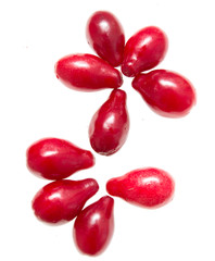 berries of dogwood on white background