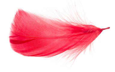multicolored feathers as a background