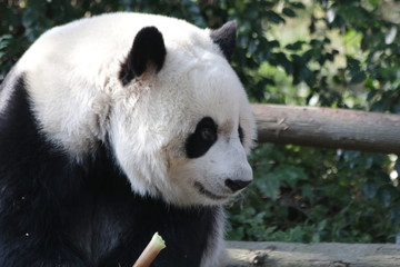 Obraz premium Close-up Giant Panda's Face, Chengdu Panda Base