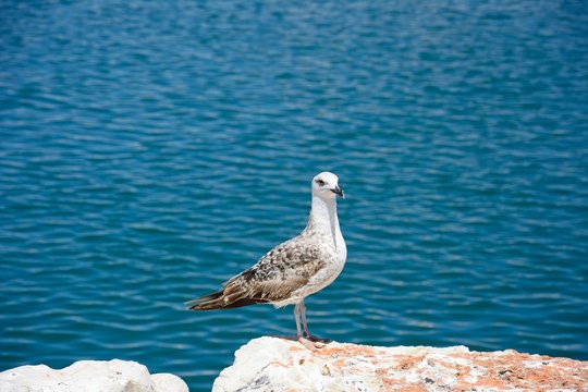 Seagull sitting on a rock with the ocean to the rear, Vilamoura, Portugal.