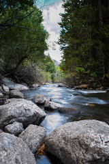 Obraz premium sitting infront of a quite and calm stream in the forest