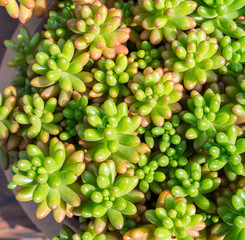  Miniature succulent plants in garden