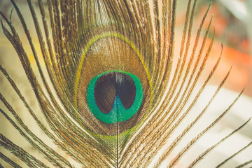 Peacock Feather Macro