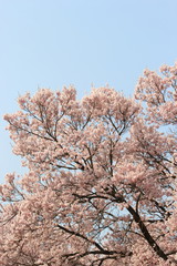 満開のエドヒガンザクラ