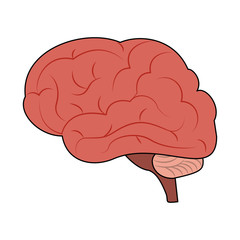Human brain symbol icon vector illustration graphic design