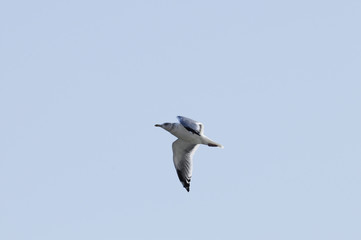 隅田川のカモメ