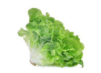 fresh green oak lettuce salad leaves isolated on white background