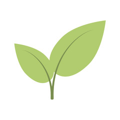 Leaves plant symbol icon vector illustration graphic design