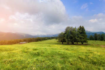 Summer alpine meadow
