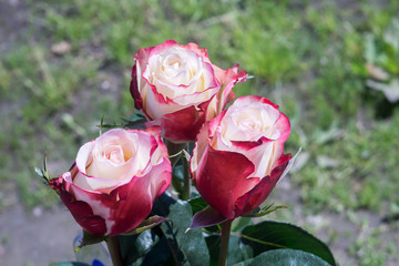 Pink White Roses