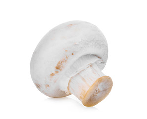 champignon mushroom isolated on white background