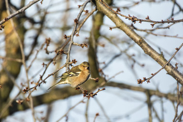 Small bird sitting on a branch of a cherry.