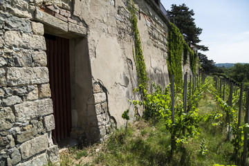 Fototapeta na wymiar Vineyards on hill near old brick wall in a summer day.