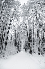 Winter forest (Зимний лес)