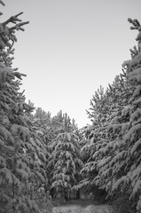  Pine forest in snow (Сосновый бор в снегу)