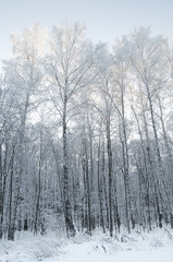 Winter birch grove (Березовая роща зимой)