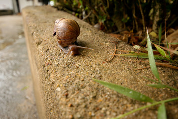 wet snail with a brown shell creeps along the curb in the rain
