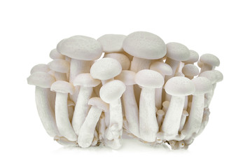 fresh shimeji mushroom white, beech mushrooms or edible mushroom isolated on white background