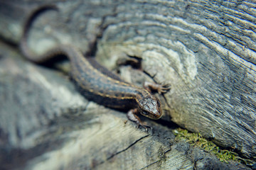 gray lizard in summer forest