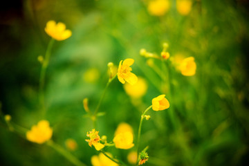 Closeup of beautiful yellow flowers in the garden