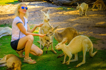Happy young caucasian woman feeds adult Kangaroo and his joey at a park in Whiteman, near Perth, Western Australia. Female tourist enjoys Australian animals icon of the country.