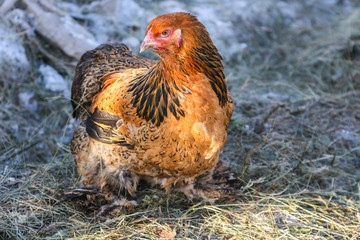 Brown the chicken on a background of snow and hay looks aside