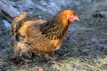 Brown the chicken on a background of snow and hay looks aside