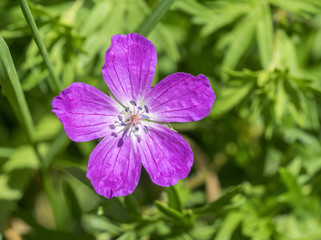 Fototapeta premium violet flower closeup