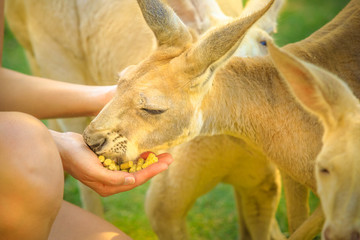 Closeup of a kangaroo eating from the hand of a woman tourist in Western Australia. Kangaroos are one of the icons of Australia.