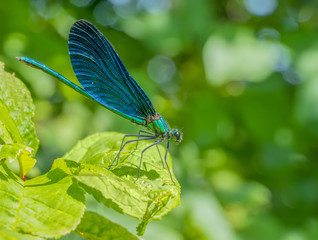 dragonfly closeup
