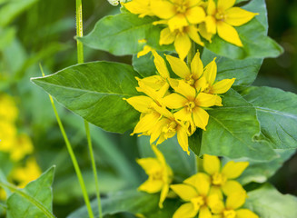 yellow flowers in natural ambiance