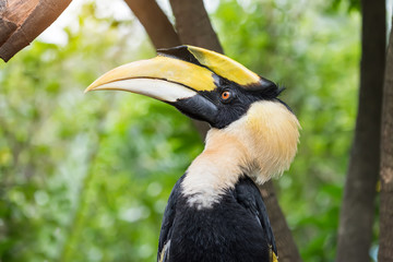 Great hornbill in rainforest