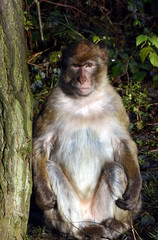 Berberaffe im Ueckermünder Tierpark