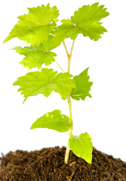 jeune plant de vigne, fond blanc 