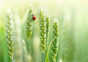Young juicy fresh green wheat ears spikes and a ladybug on nature close-up macro. Beautiful texture...