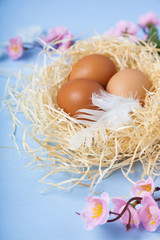 Easter eggs in nest