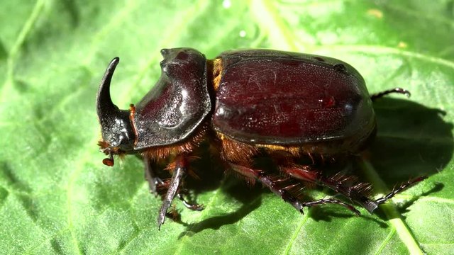 HTML5 Video is required for viewing the video 	Rhinoceros beetle ,close-up