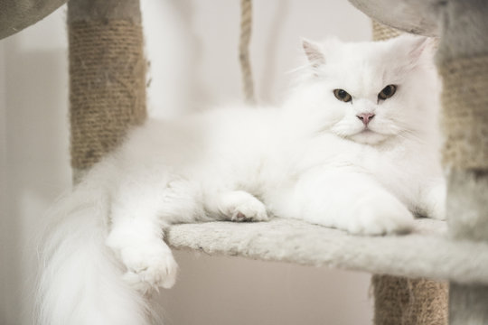 white Persian cat