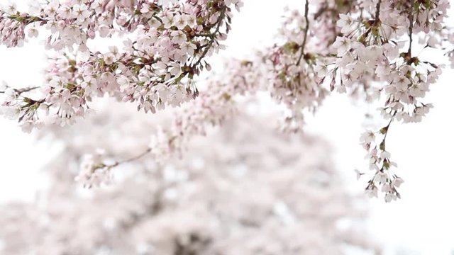 Close up scene on cherry blossom tree in spring